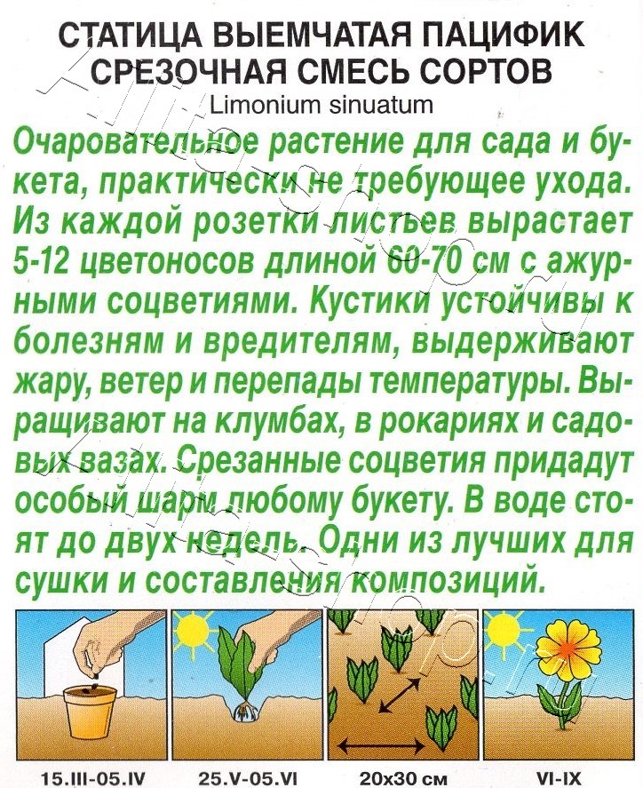 Статица Пацифик срезочная, смесь сортов 0,1г