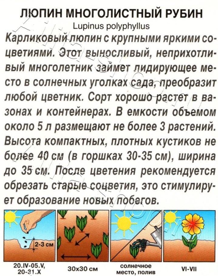 Люпин Рубин 7шт