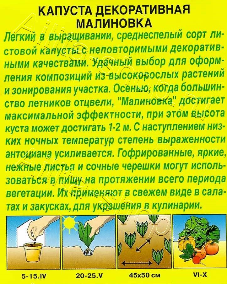 Капуста декоративная Малиновка 0,3г