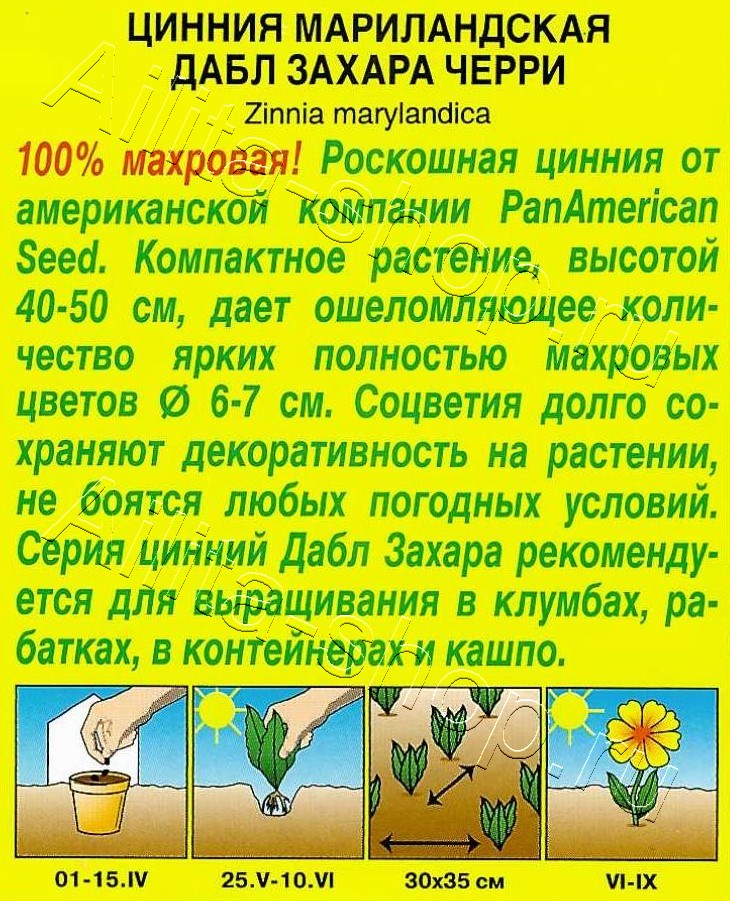 Цинния Дабл Захара черри 5шт