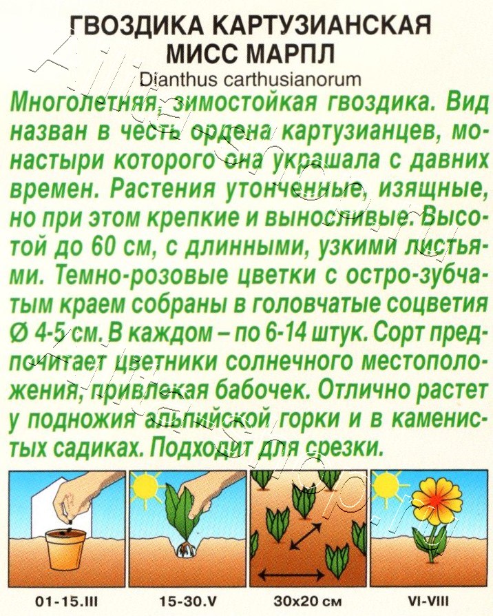 Гвоздика картузианская Мисс Марпл 0,05г