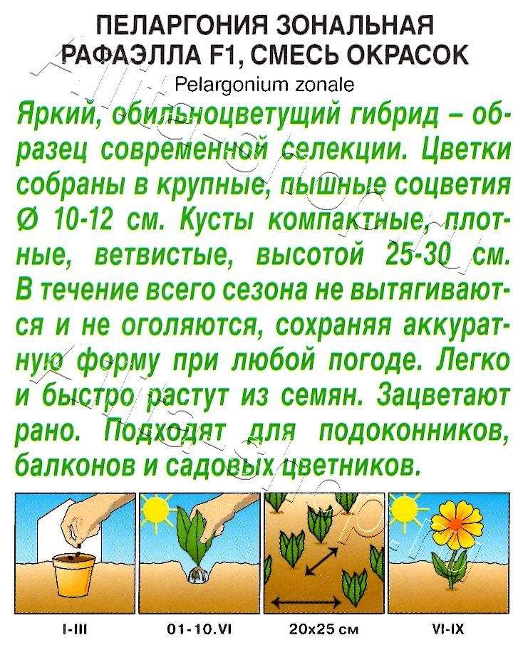 Пеларгония Рафаэлла F1, смесь окрасок 5шт