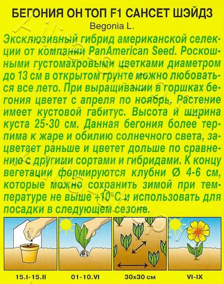 Бегония Он Топ F1 сансет шэйдз 5шт