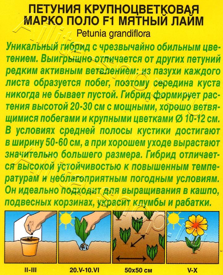 Петуния Марко Поло F1 мятный лайм 7шт