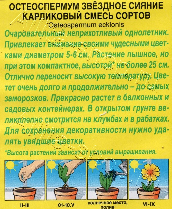 Остеоспермум Звездное сияние карликовый, смесь сортов 10шт