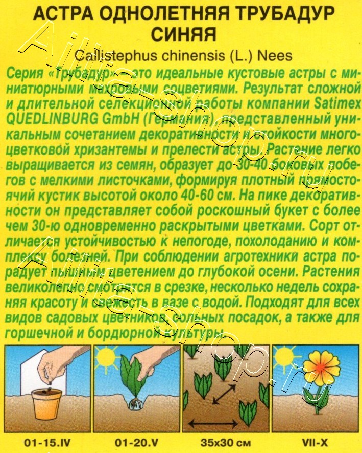 Астра Трубадур синяя 20шт