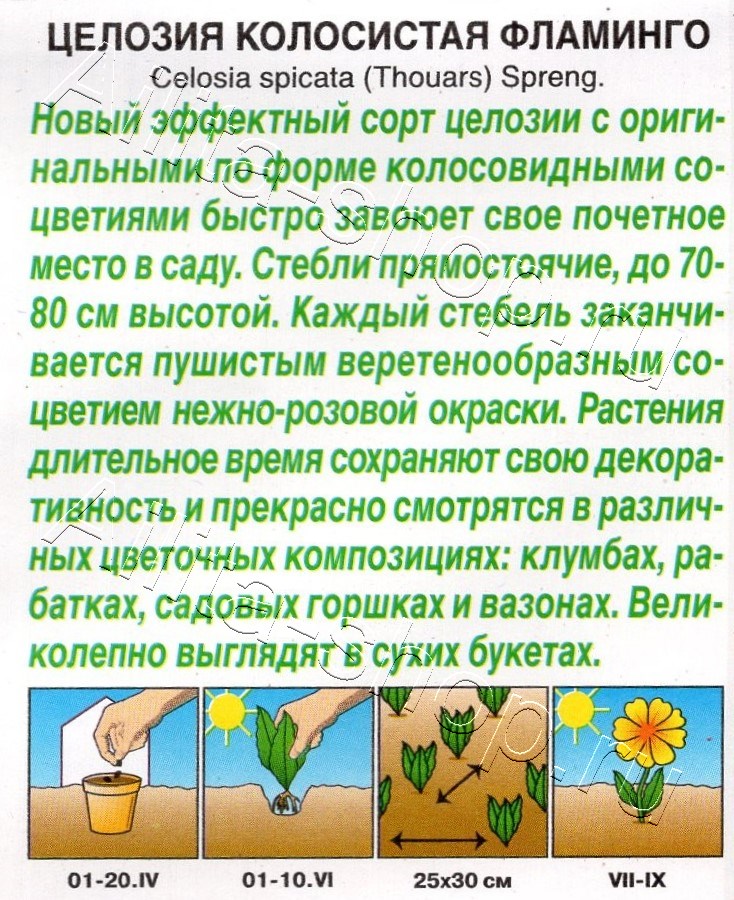 Целозия колосистая Фламинго 0,1г