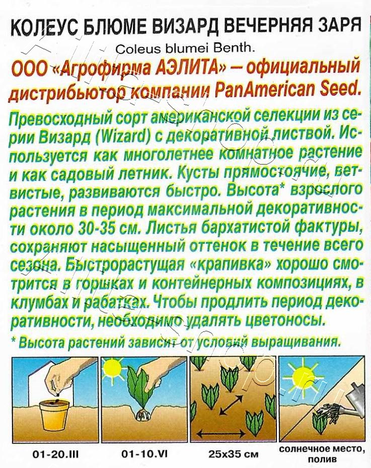 Колеус блюме Вечерняя заря 5шт