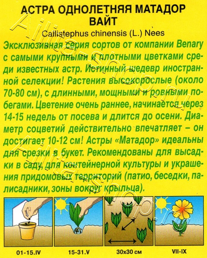 Астра Матадор вайт 10шт