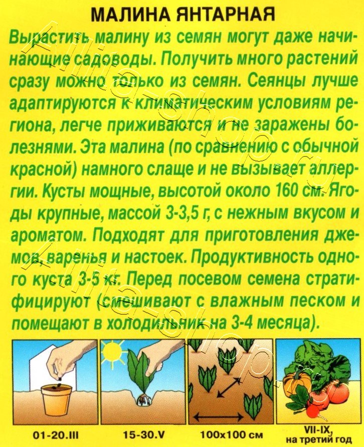 Малина Янтарная 20шт