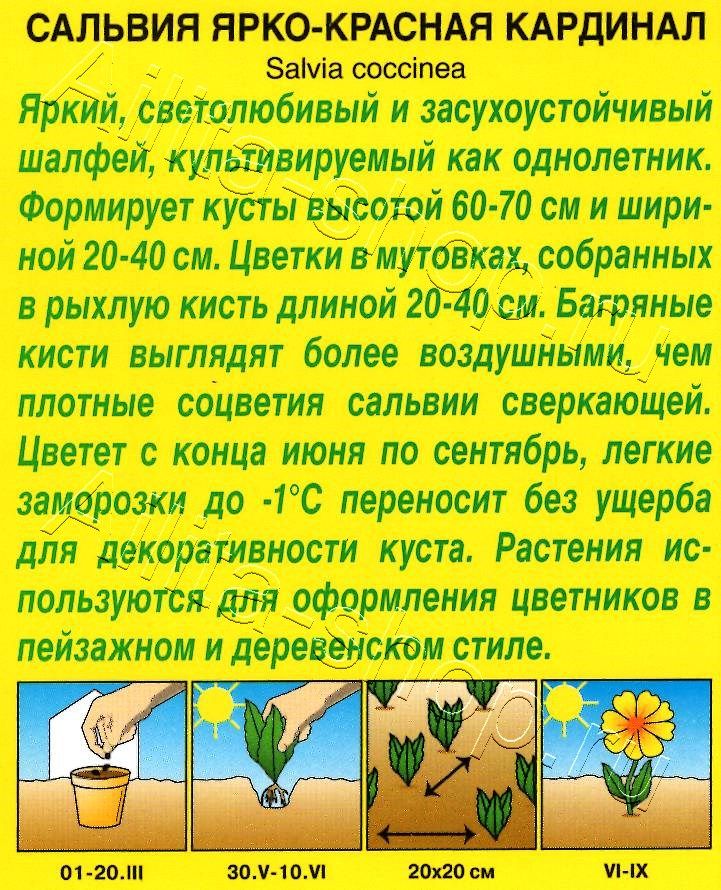 Сальвия Кардинал 0,1г