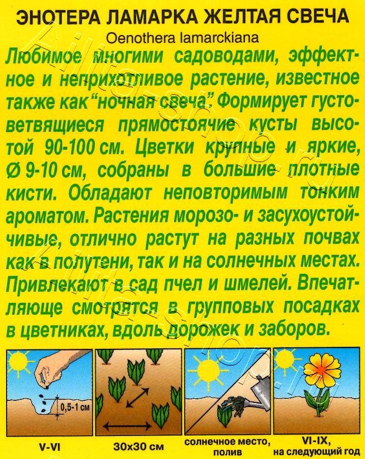 Энотера Желтая свеча 0,2г