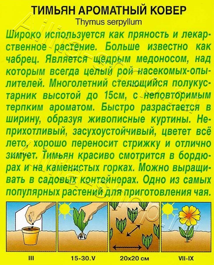 Тимьян Ароматный ковер 0,05г