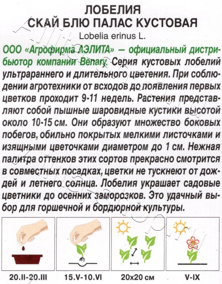 Лобелия Скай блю палас кустовая 5шт