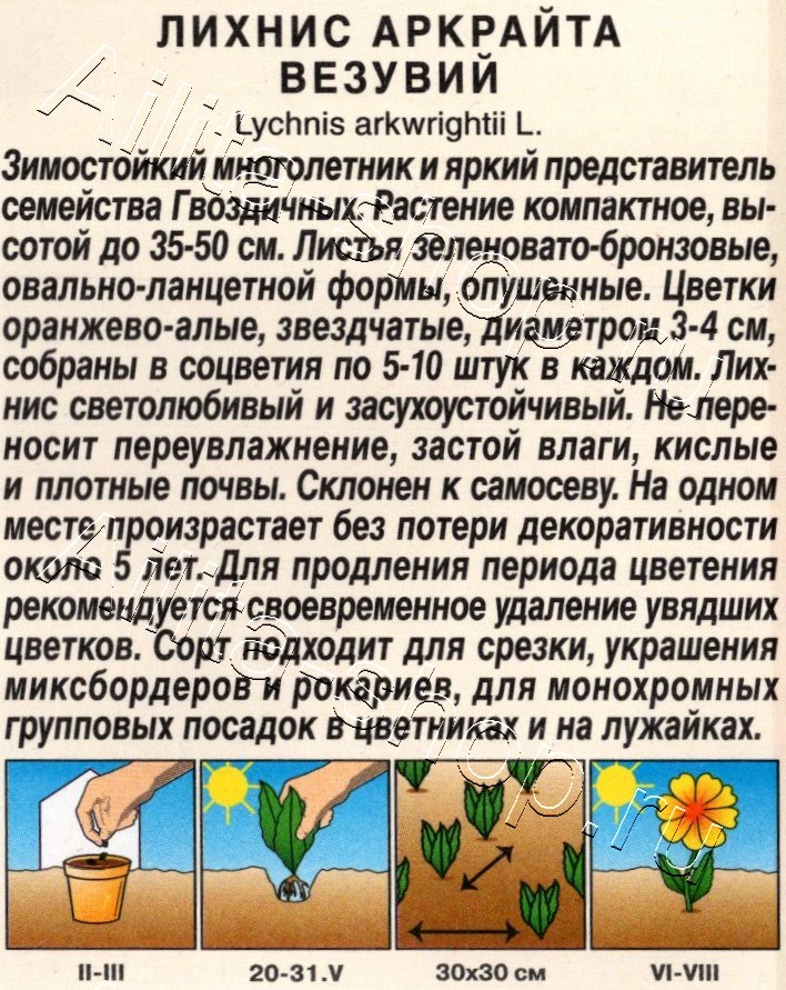 Лихнис Везувий 0,1г