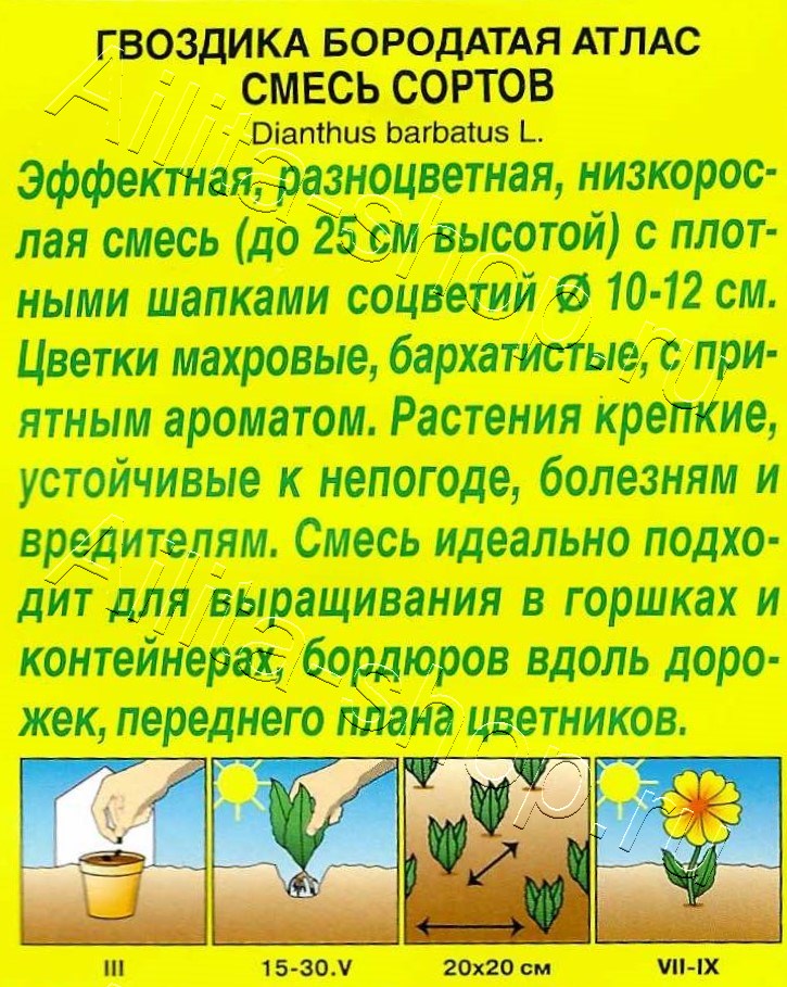 Гвоздика Атлас турецкая махровая, смесь сортов 0,1г