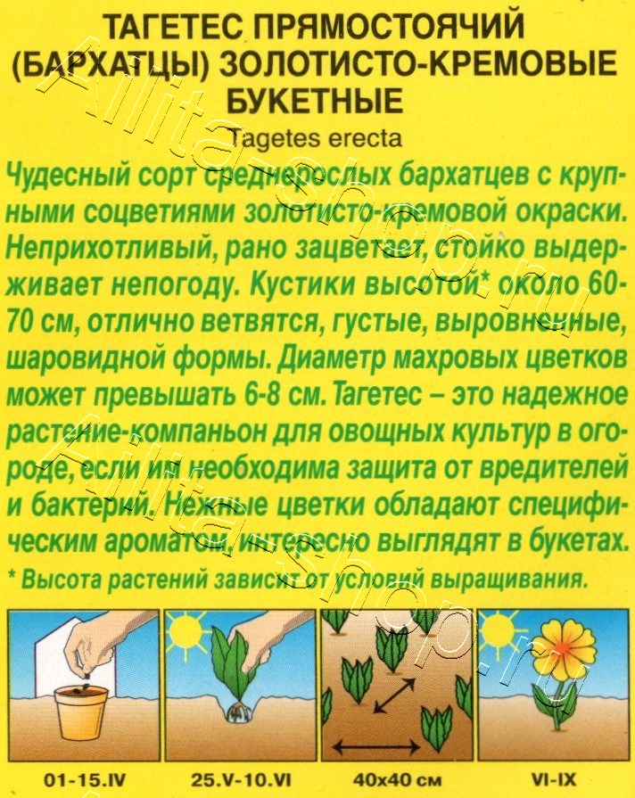 Бархатцы Золотисто-кремовые букетные прямостоячие 0,1г