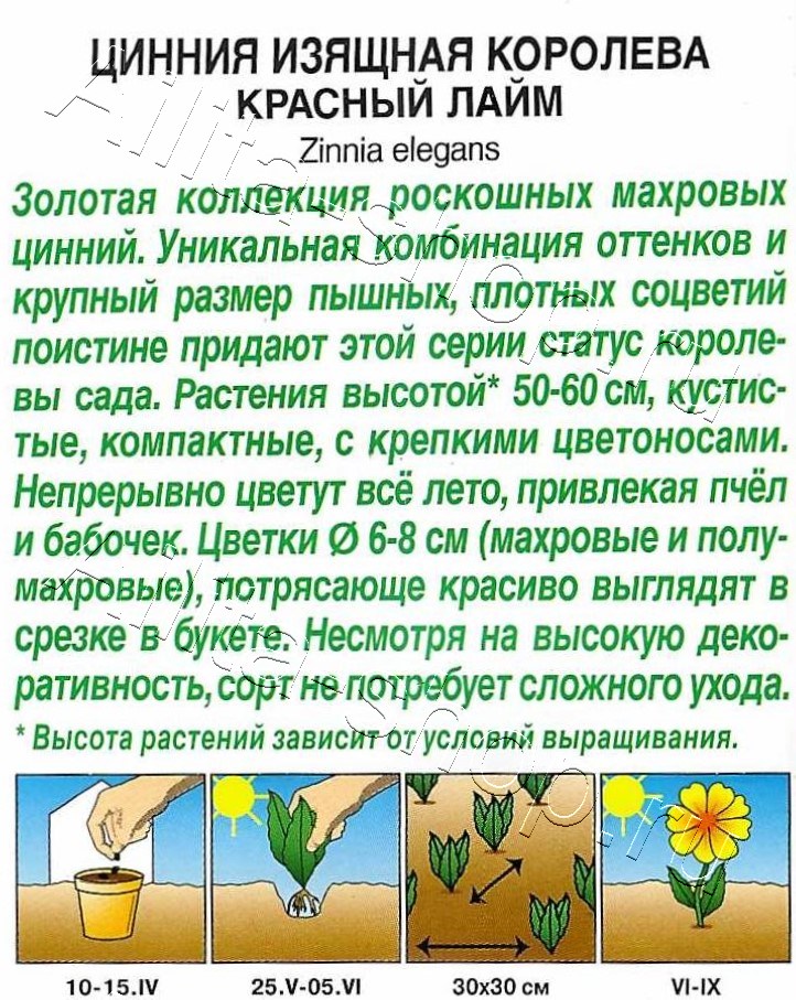 Цинния Королева красный лайм 5шт