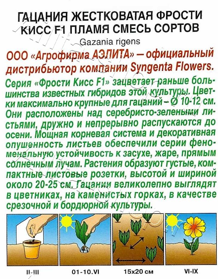 Гацания Фрости кисс F1 пламя, смесь сортов 4шт