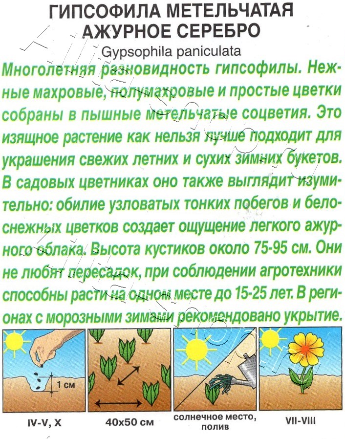 Гипсофила Ажурное серебро многолетняя 0,05г