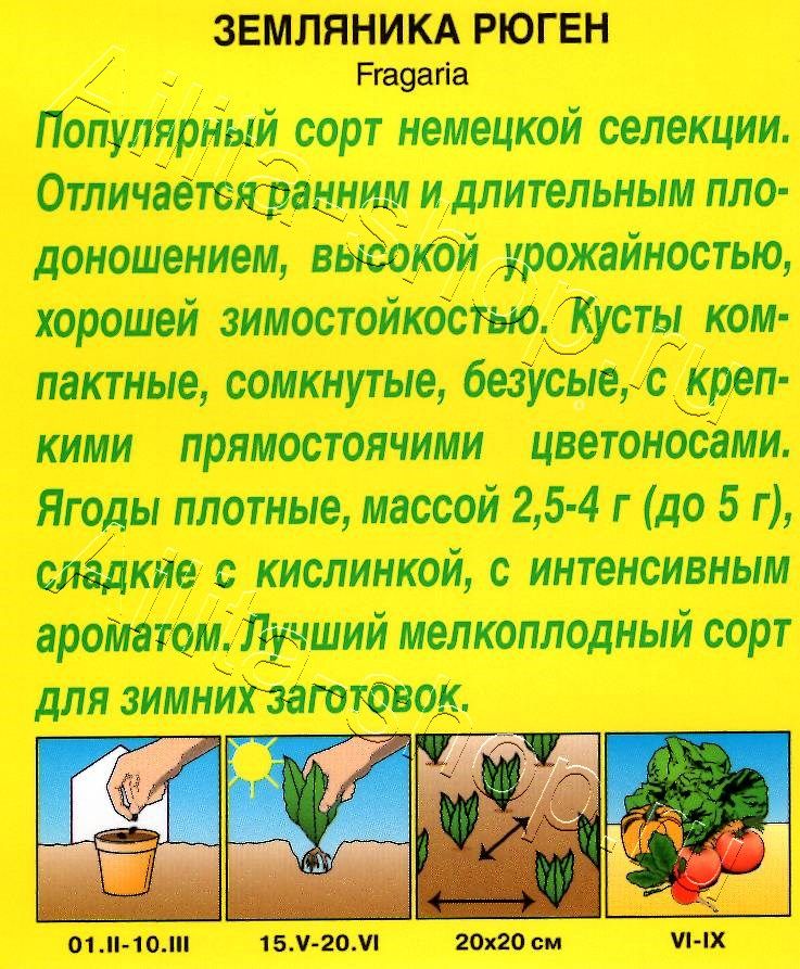 Земляника Рюген 0,04г