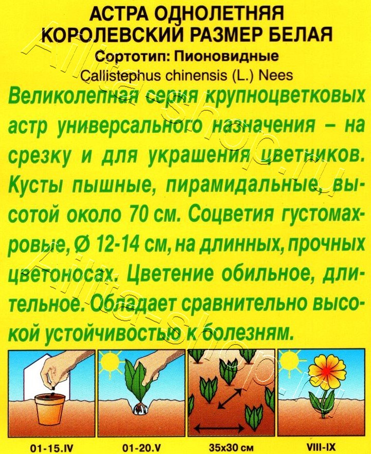 Астра Королевский размер белая 0,1г