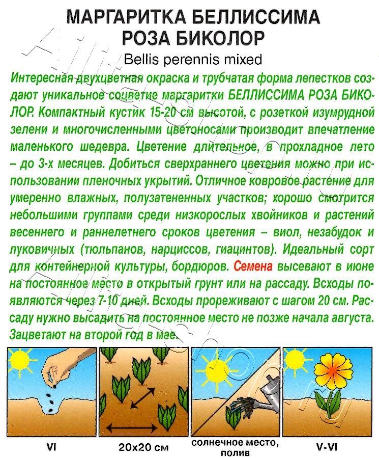 Маргаритка Беллиссима роза биколор 7шт