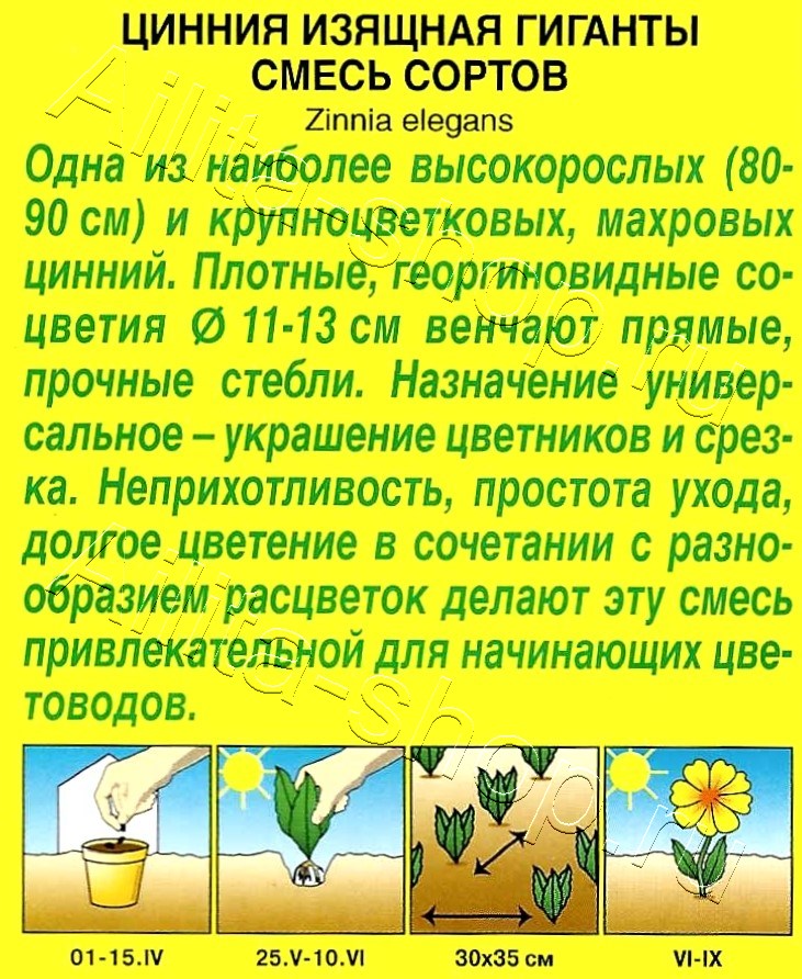 Цинния Гиганты, смесь окрасок 0,5г