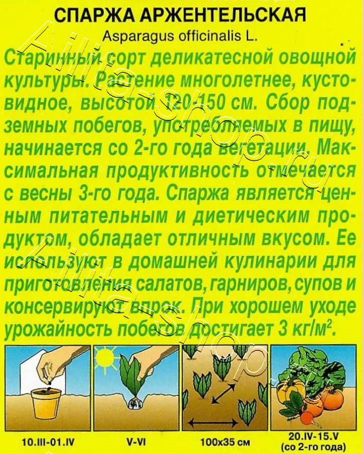 Спаржа Аржентельская 20шт