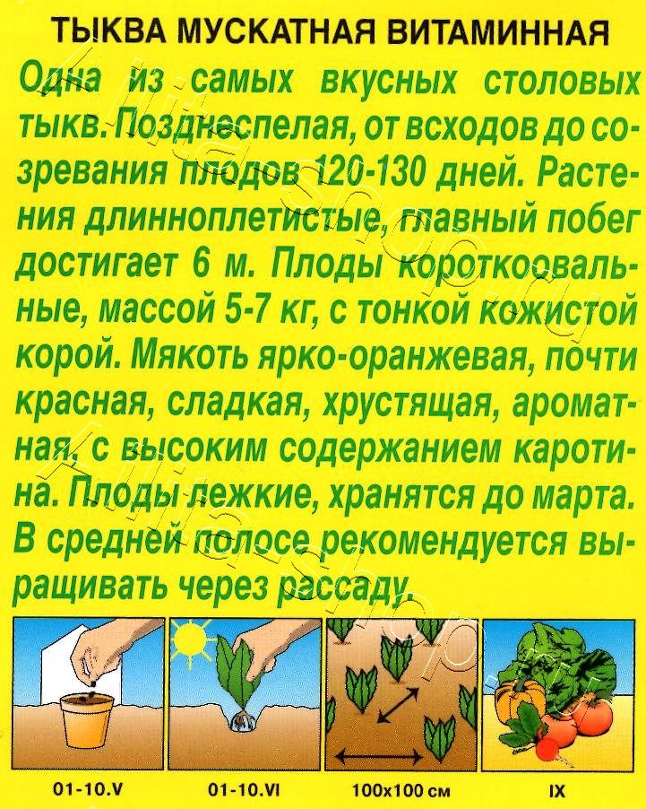 Тыква мускатная Витаминная 2г