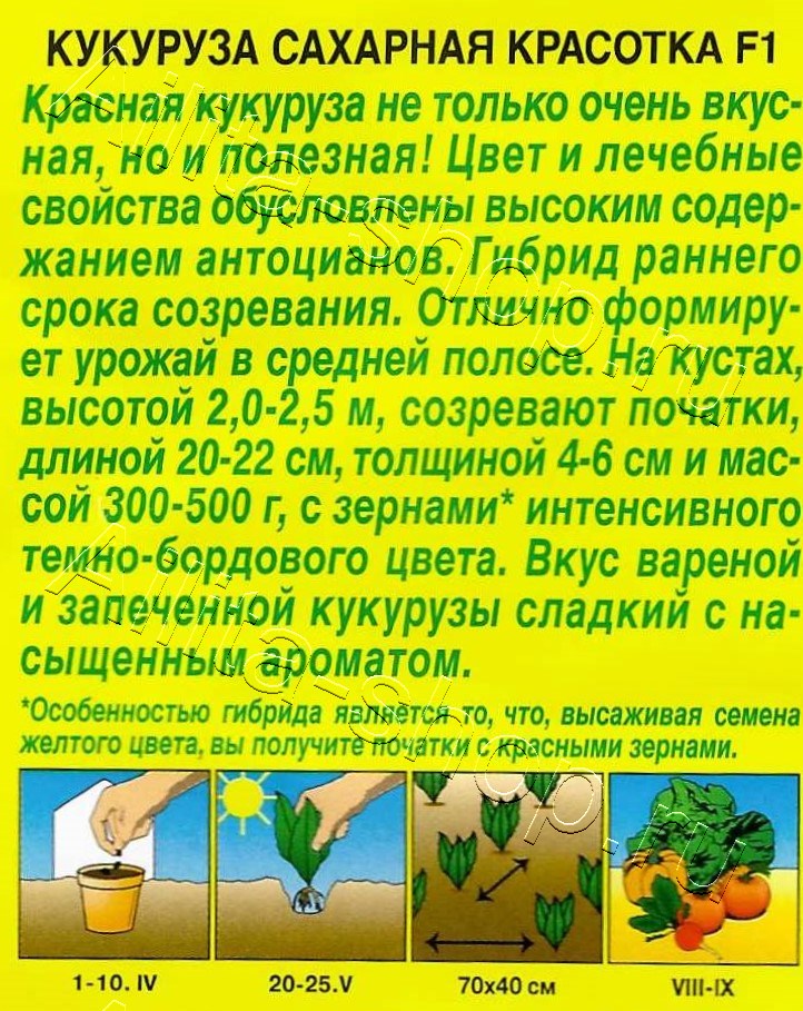 Кукуруза сахарная Красотка 5шт