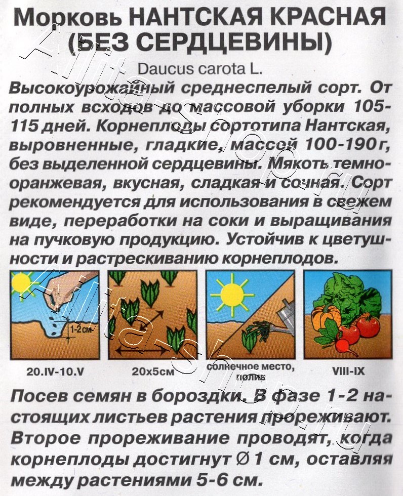 Морковь Нантская красная (без сердцевины) 2г