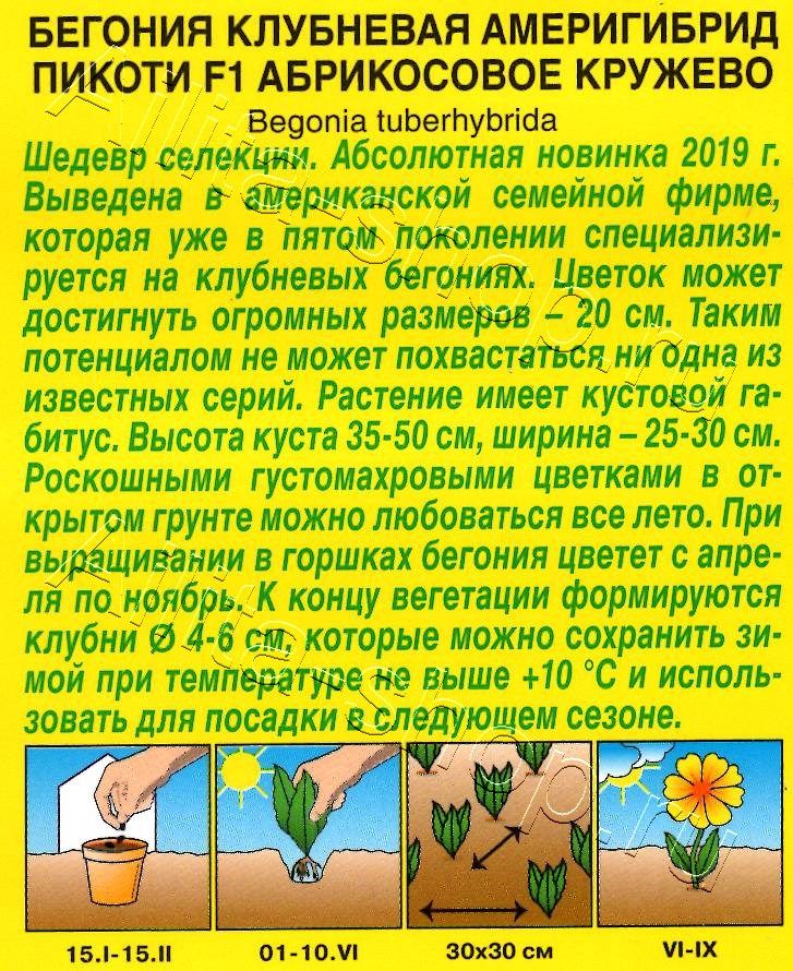 Бегония Америгибрид Пикоти F1 абрикосовое кружево 5шт