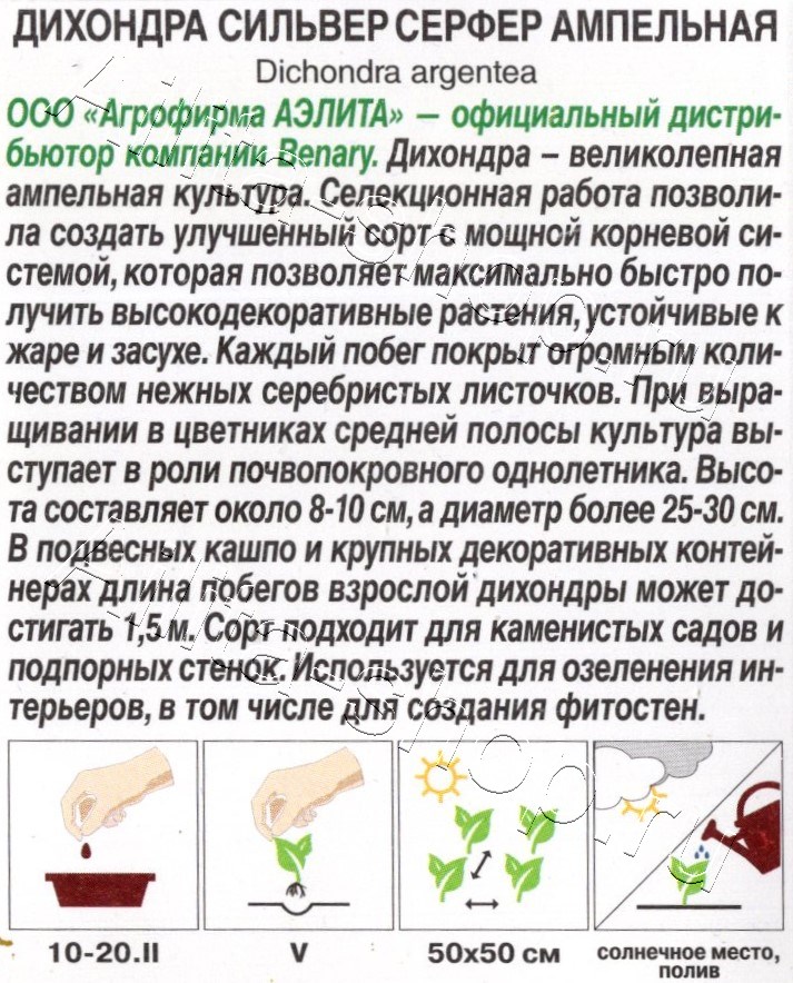 Дихондра Сильвер серфер ампельная 3шт