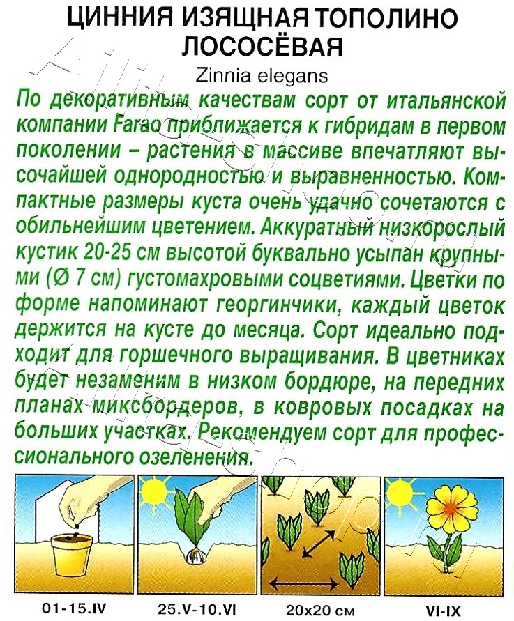 Цинния Тополино лососевая 12шт