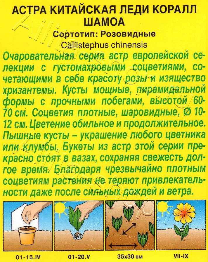 Астра Леди Коралл шамоа 25шт