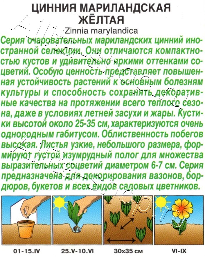 Цинния мариландская Жёлтая махровая 15шт