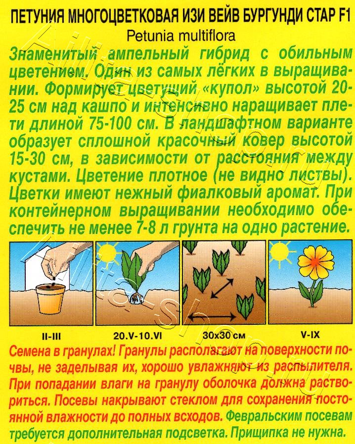 Петуния Изи вейв бургунди стар F1 4шт