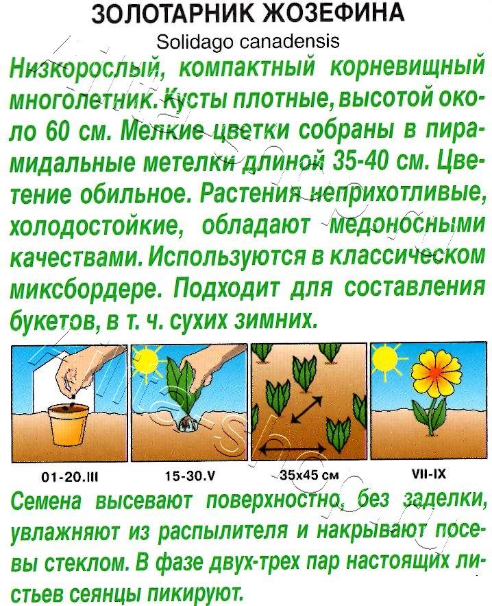 Золотарник Жозефина 0,05г