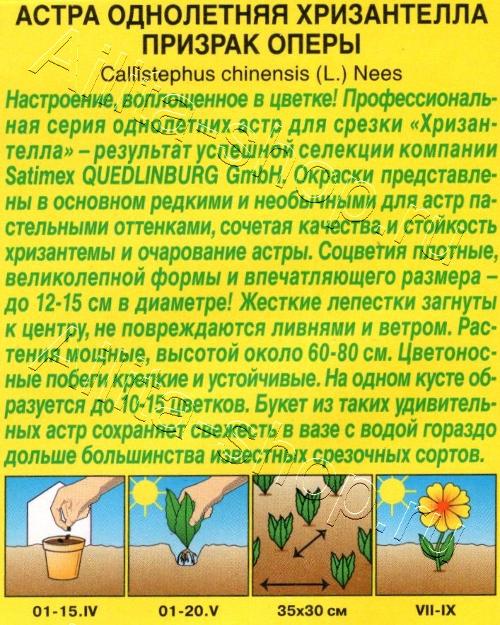 Астра Хризантелла призрак оперы 15шт