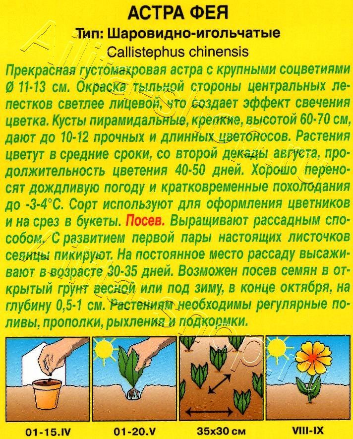 Астра Фея шаровидно-игольчатая 0,2г