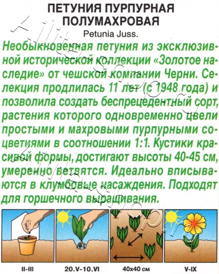 Петуния Пурпурная полумахровая 7шт