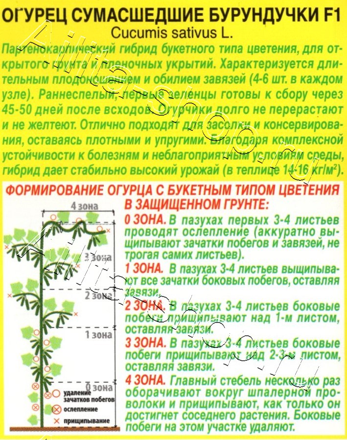 Огурец Сумасшедшие бурундучки F1 10шт