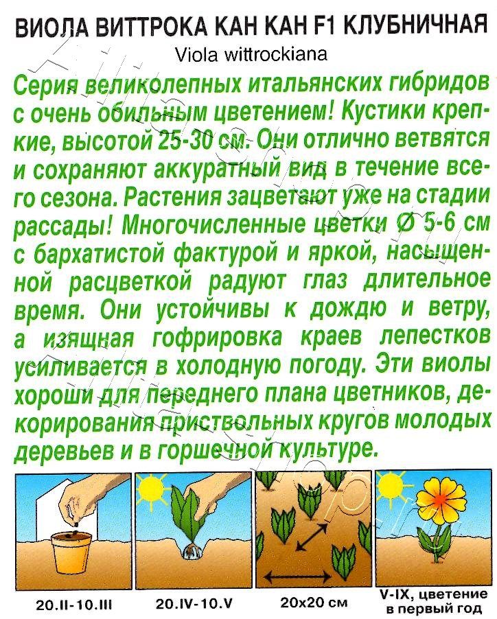 Виола Кан Кан F1 клубничная 7шт