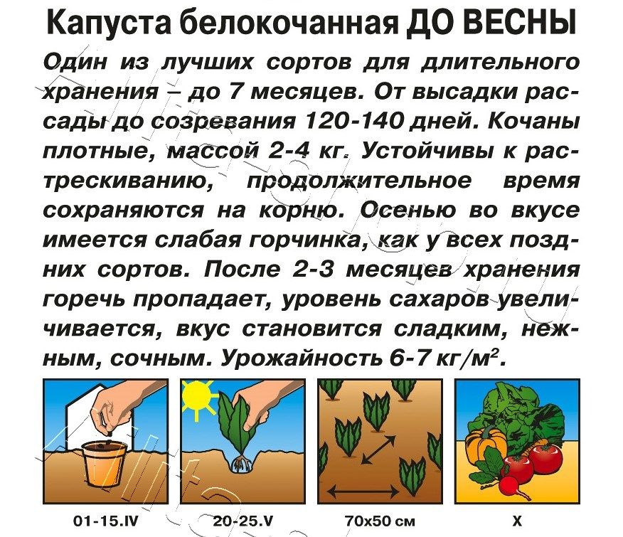 Капуста белокочанная До весны 0,3г