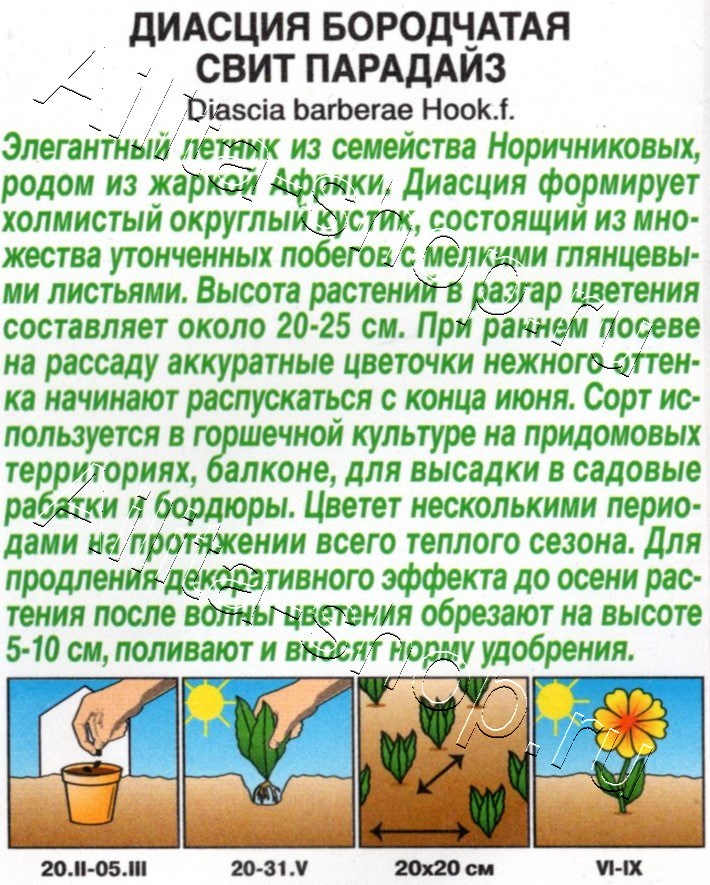 Диасция Свит парадайз 20шт