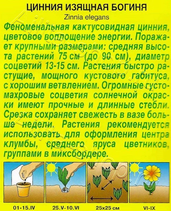 Цинния Богиня кактусовидная 0,3г