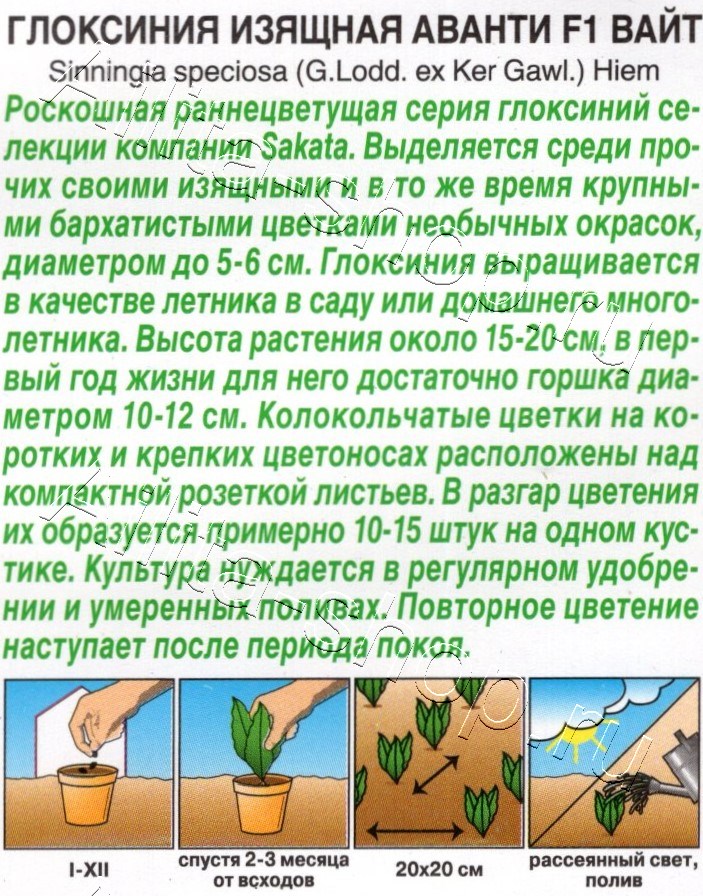 Глоксиния Аванти F1 вайт 5шт