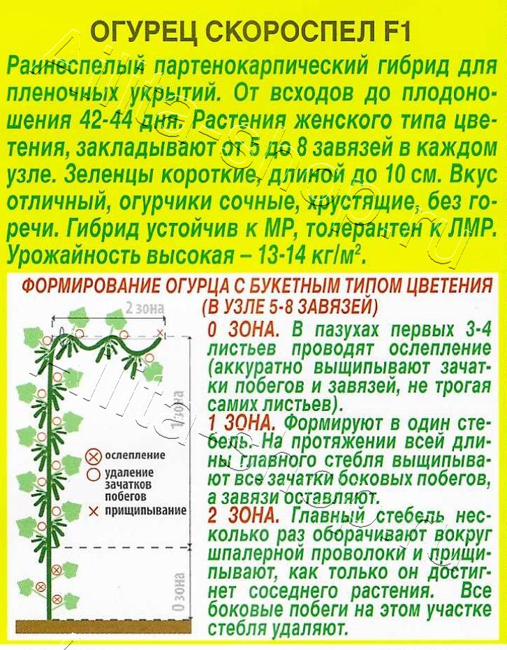 Огурец Скороспел F1 10шт
