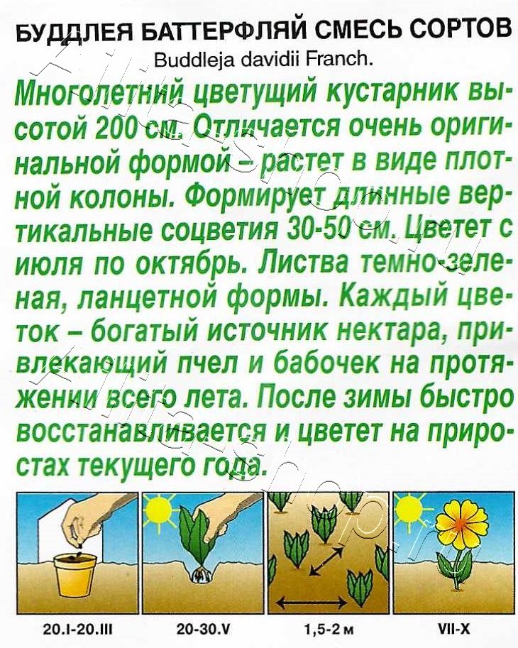 Буддлея Баттерфляй, смесь сортов 8шт